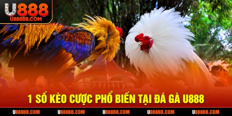 1 số kèo cược phổ biến tại đá gà U888