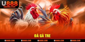 Đá gà tre
