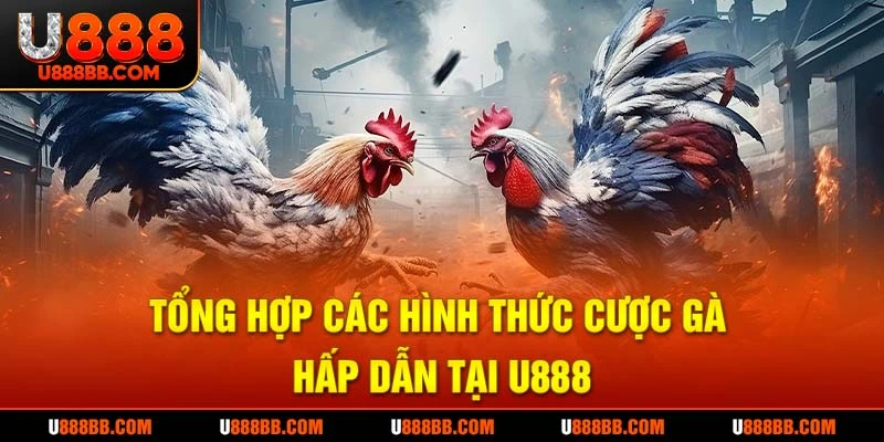 Tổng hợp các hình thức cược gà hấp dẫn tại U888