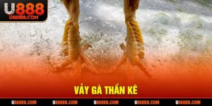 Vảy gà thần kê